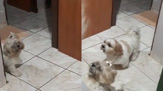 Cachorros entram em quarto apenas quando tutor liga ar condicionado (Cachorros entram em quarto apenas quando tutor liga ar condicionado)