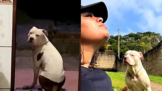 Pitbull 'explica' o que ele não entende sobre os humanos e vídeo diverte  (Pitbull 'explica' o que ele não entende sobre os humanos e vídeo diverte internautas)