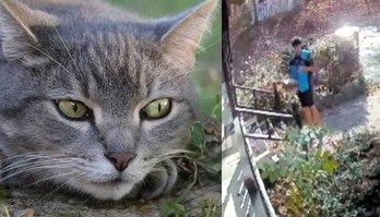 Entregador descobre o inesperado ao não encontrar seu amigo felino (Entregador faz amizade com gato de cliente - mas certo dia, ele não o encontrou e câmera revela o inesperado)