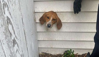 Cão fica preso na parede, e motivo surpreende os socorristas (Socorristas descobrem por que cachorro ficou com cabeça presa em parede)