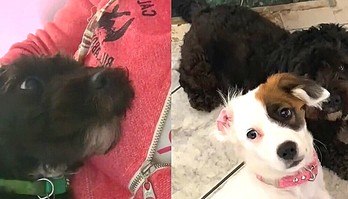 Tutora adota cachorro para ajudar seu outro cão ansioso e resultado viraliza (Tutora resolve adotar cachorro para seu cachorro ansioso e o melhor acontece)