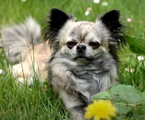 1. Chihuahua - Longevidade: 18 anos (máximo)