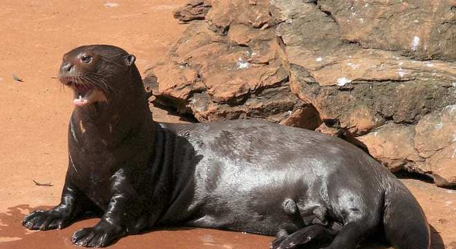 10 animais gigantes que podemos encontrar na natureza