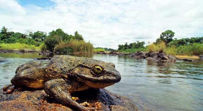 10 animais gigantes que podemos encontrar na natureza