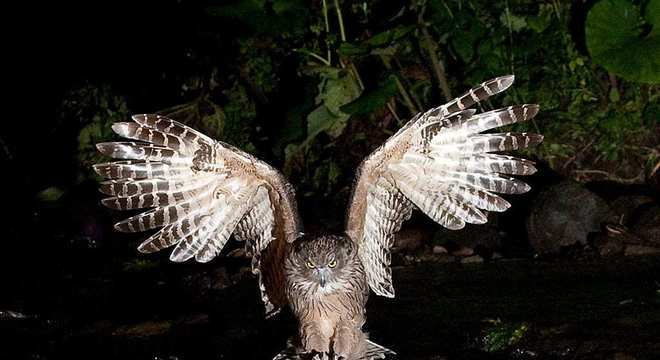 10 animais gigantes que podemos encontrar na natureza