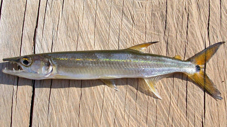 #10) Bicuda: esse peixe chega a 1 m de comprimento e pode pesar até cinco quilos. Seu corpo é alongado e sua boca, pontuda. Costuma ser bem veloz e saltar para fora d’água para se alimentar.