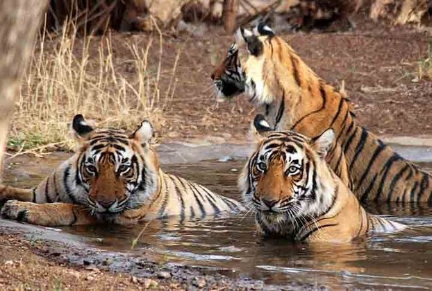 10º -Jim Corbett National Park (Índia) - 4.87 - É o mais antigo parque nacional da Índia e foi criado em 1936 como Hailey National Park para proteger o ameaçado tigre-de-Bengala. Ele está localizado no distrito de Nainital de Uttarakhand e foi nomeado após Jim Corbett, que desempenhou um papel fundamental na sua criação. 
