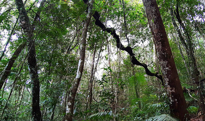 10ª - Reserva Florestal Sinharaja – Sri Lanka  - Designada Reserva da Biosfera Mundial em 1978 e Patrimônio Mundial em 1988. 