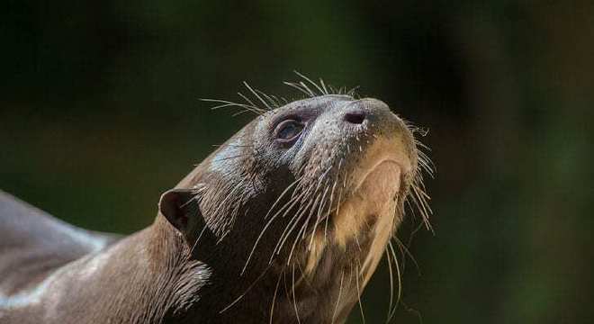 11 animais em extinção no Brasil que podem sumir nos próximos anos