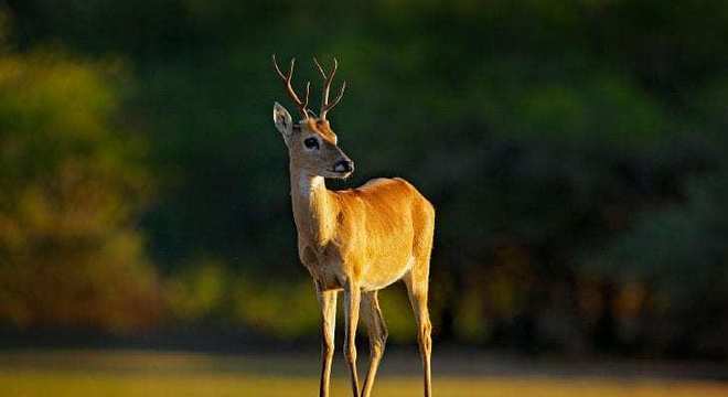 11 animais em extinção no Brasil que podem sumir nos próximos anos