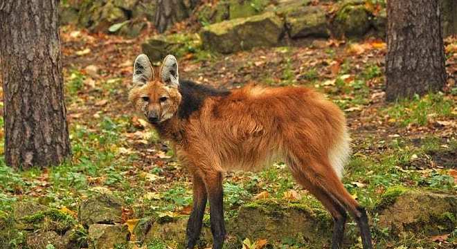 11 animais em extinção no Brasil que podem sumir nos próximos anos