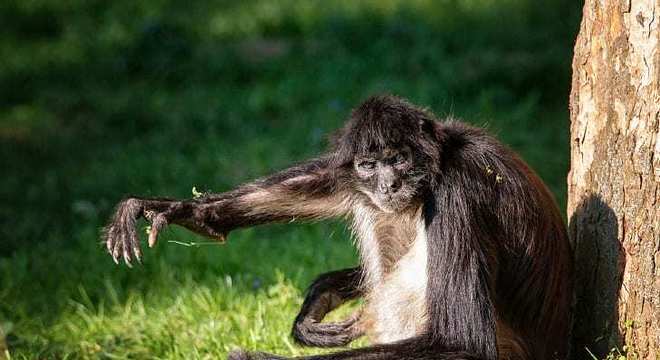 11 animais em extinção no Brasil que podem sumir nos próximos anos