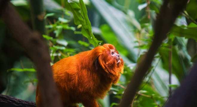 11 animais em extinção no Brasil que podem sumir nos próximos anos