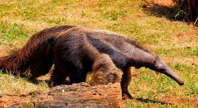 11 animais em extinção no Brasil que podem sumir nos próximos anos