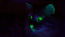 Estudo surpreendente revela que gatos e outras espécies brilham no escuro