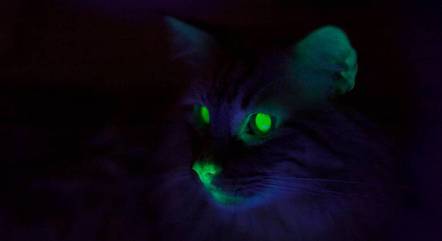 Um estudo australiano revelou que a fluorescência é comum em gatos e outros felinos
