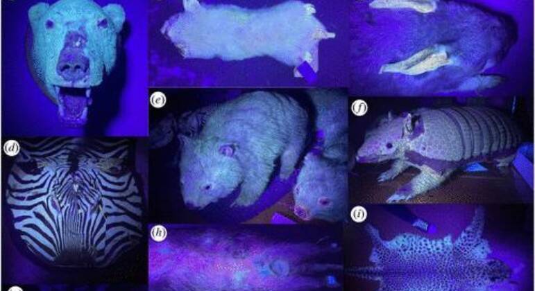 125 espécies de mamíferos apresentam fluorescência