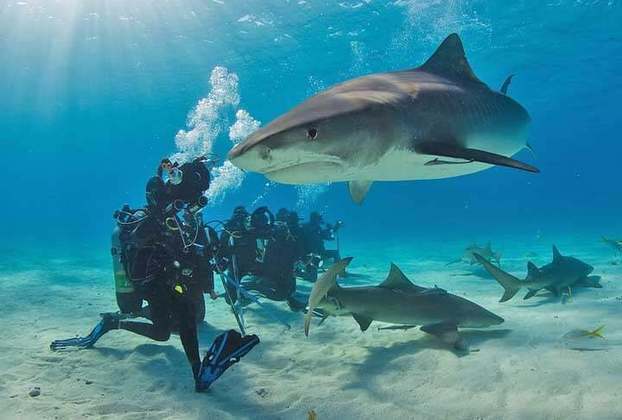 16º) Observar tubarões, Estados Unidos - Em Key West, na Flórida, os turistas conseguem ver tubarões sendo alimentados de pertinho, em um passeio de barco a poucos quilômetros da costa. 