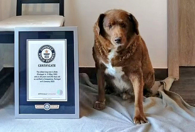 2 de fevereiro: O cãozinho Bobi, da raça Rafeiro de Alentejo, conquistou o título de cachorro mais velho da história, com 31 anos de idade!
