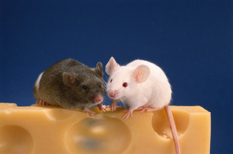 Ratos idosos que receberam sangue jovem tiveram impulso na produção de células-tronco
