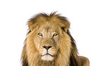 Leão representando o Imposto de Renda