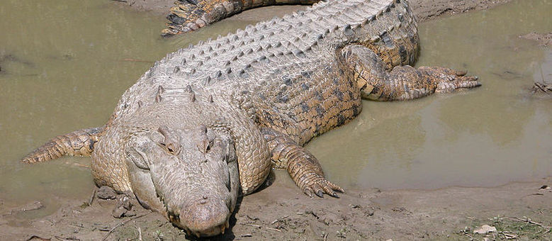 Crocodilo atacou o jogador do Atlético Mineiro Tete no rio Zambeve, em Moçambique