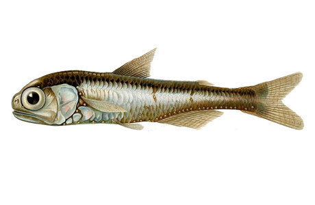 A lantern fish