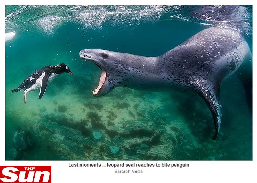 Imagem rara mostra foca-leopardo abocanhando pinguim na Antártida