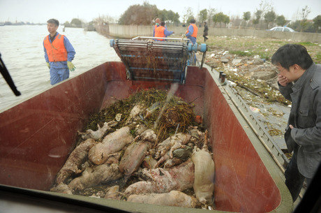 No mês passado, foram descobertos mais de 16.000 porcos mortos no principal rio de Xangai