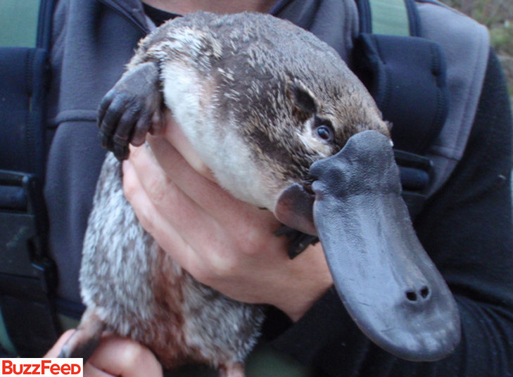 Top 10 Animais Mais Estranhos Do Mundo Que Voce Preci