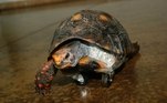 Rubinho é uma tartaruga atendida há dois anos no Hospital Veterinário de Uberaba, no Triângulo Mineiro. Ele se acidentou com um fio metálico e perdeu uma das patas. Por isso, recebeu rodinhas para voltar a andar. 