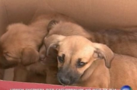 Dos oito filhotes encontrados, um ainda espera por doação