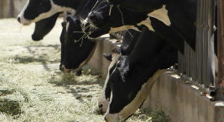 Doença afeta o sistema nervoso central de bovinos