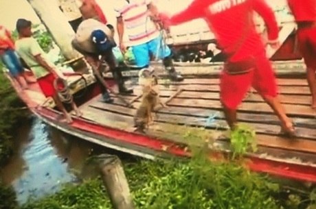 Animais são amarrados e colocados no porão de um barco