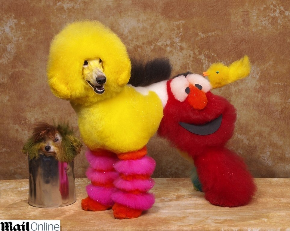 Tosa artística! Donos exageram ao transformar seus cães em personagens