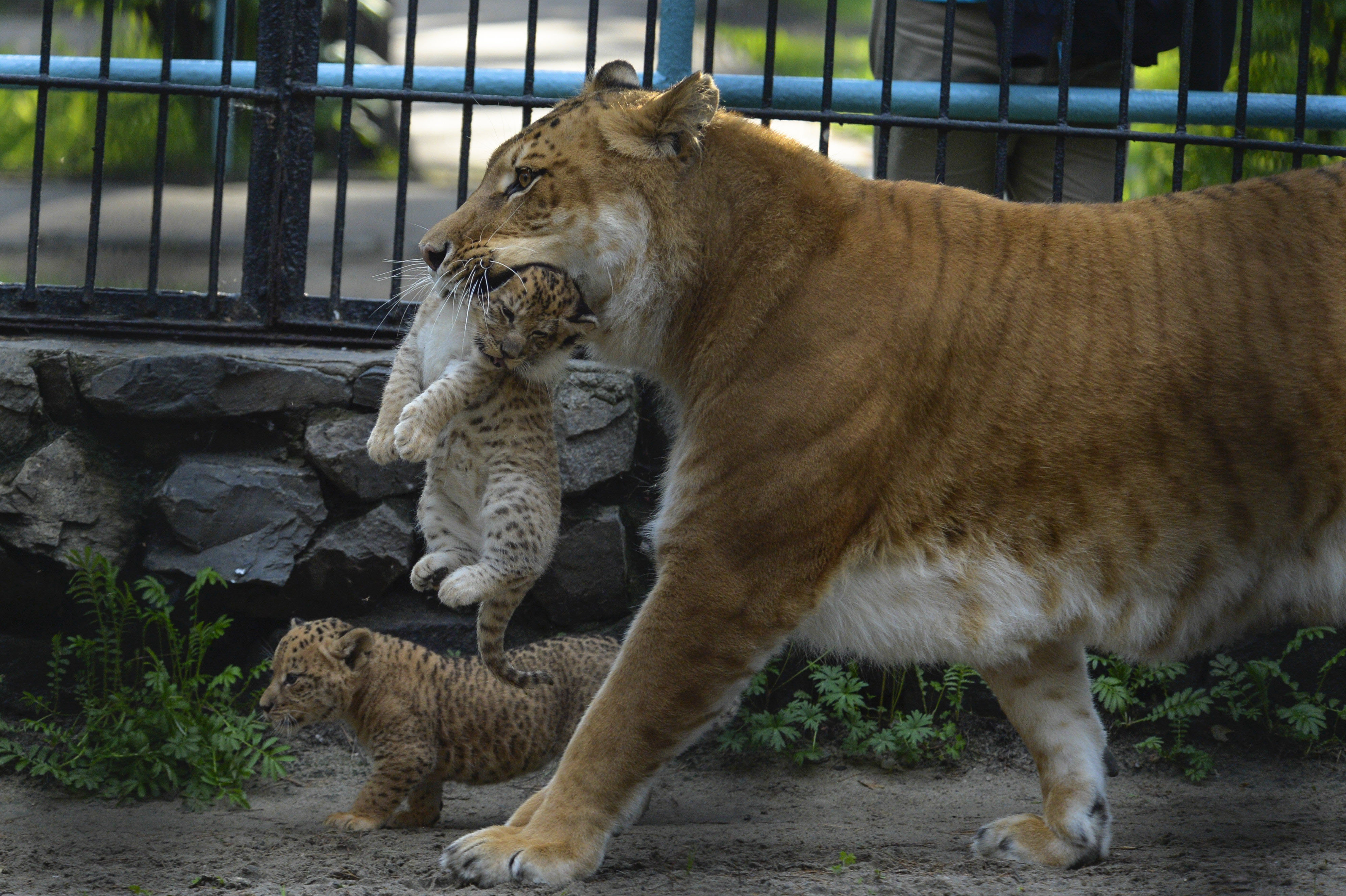 Nova espécie! Filhotes de cruzamento entre leão e tigre nascem na