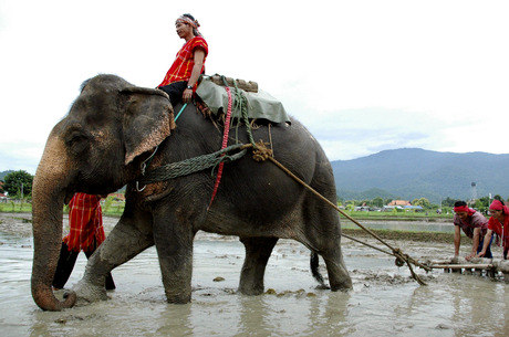 Resultado de imagem para elefante montado