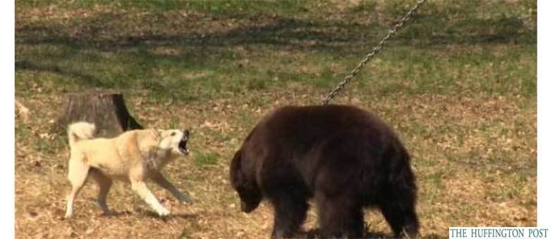 No vídeo da Four Paws, dois cães aparecem perseguindo e mordendo o urso, que está acorrentado a uma árvore