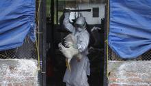 Aumento de casos de gripe aviária na China mostra risco de mutações
