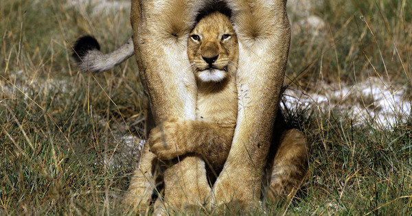 Assustado Leaozinho Se Agarra Nas Patas Da Mamae Leoa Fotos R7 Bichos