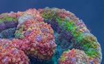Corais, Meio Ambiente, cores, arco-íris, Austrália