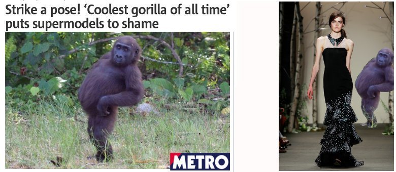 Jornal britânico posta foto de gorila considerado o "mais legal do mundo"