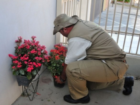 Dengue, zika e chikungunya sÃ£o doenÃ§as transmitidas pelo mesmo vetor, o mosquito Aedes aegypti. Diferentemente dos mosquitosÂ Haemagogus ou Sabethes, o Aedes aegypti vive no meio urbano e se prolifera em locais com Ã¡gua parada, como base de vasos (foto). Exames de sangue jÃ¡ sÃ£o capazes de fornecer diagnÃ³sticos precisos de cada doenÃ§a. Entre essas doenÃ§as, jÃ¡ existe vacina apenas para dengue, mas de eficÃ¡cia ainda nÃ£o totalmente comprovada