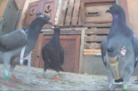 Cerca de 25 pombas foram treinadas para o contrabando, enquanto outras tinham a missão de filmar a viagem com câmeras especiais
