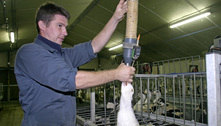 Comissão do Senado aprova projeto que proíbe produção de 'foie gras' 