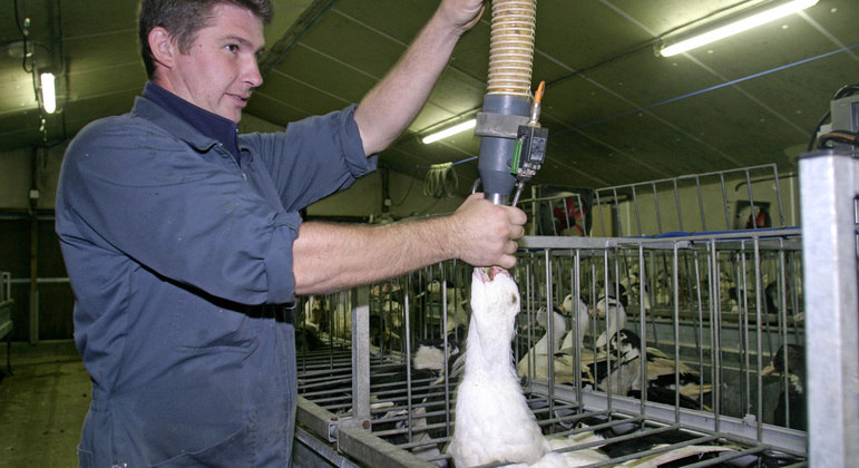 Patos e gansos são alimentados a força para acumular gordura no fígado a fim de produzir foie gras