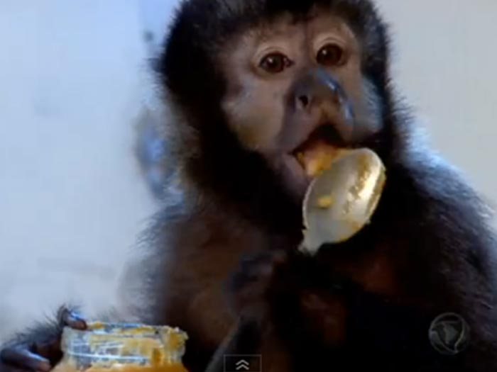 Macaco de estimação: tudo o que você precisa saber - Blog da Cobasi