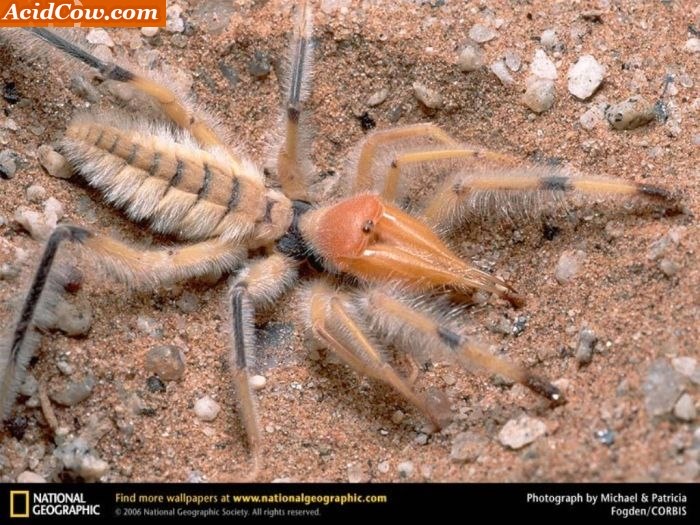 Qual é a aranha mais assustadora?