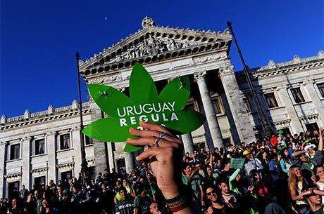 No Uruguai, a maconha foi regulamentada recentemente. Ainda não dados que mostrem as consequências da mudança