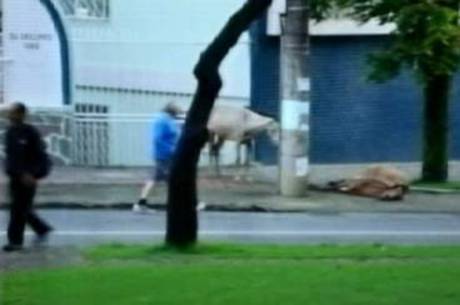 Animais pastavam juntos em um canteiro Animais pastavam juntos em um canteiro